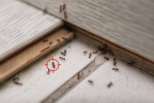 Best Affordable Pest Control Services  in Golden Triangle, NJ